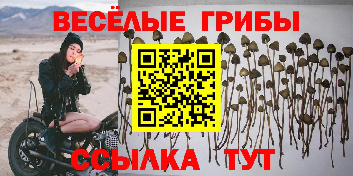 Псилоцибиновые грибы Psilocybine cubensis Балашов